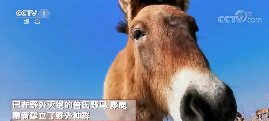 最新的Zoom動(dòng)物馬,最新的Zoom動(dòng)物馬，探索虛擬世界的新伙伴