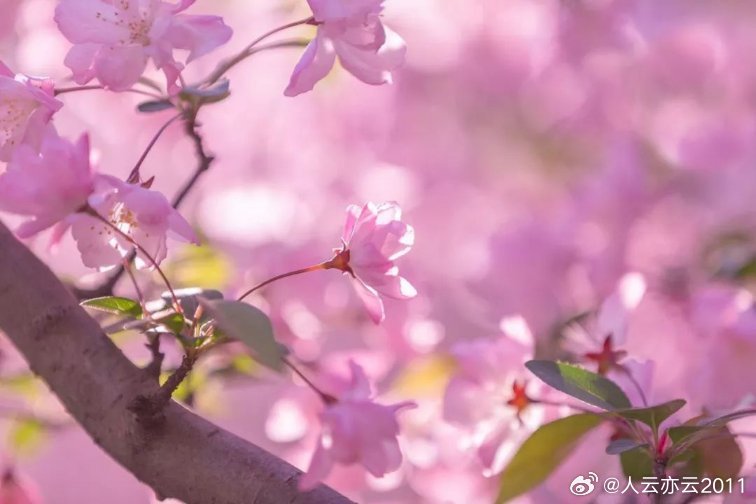 春暖花開最新地址,春暖花開最新地址，探索自然之美的神秘之旅