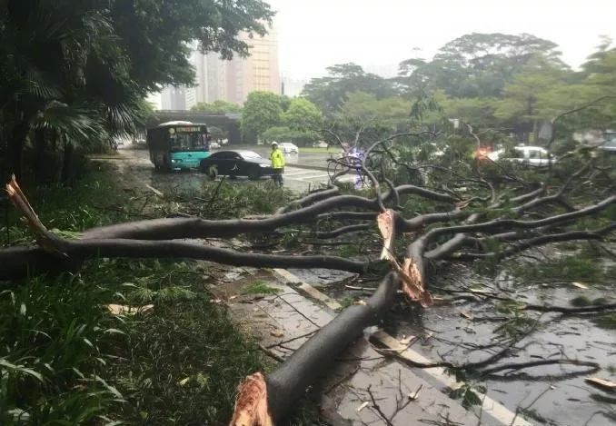 深圳最新臺風(fēng),深圳遭遇最新臺風(fēng)，應(yīng)對與反思