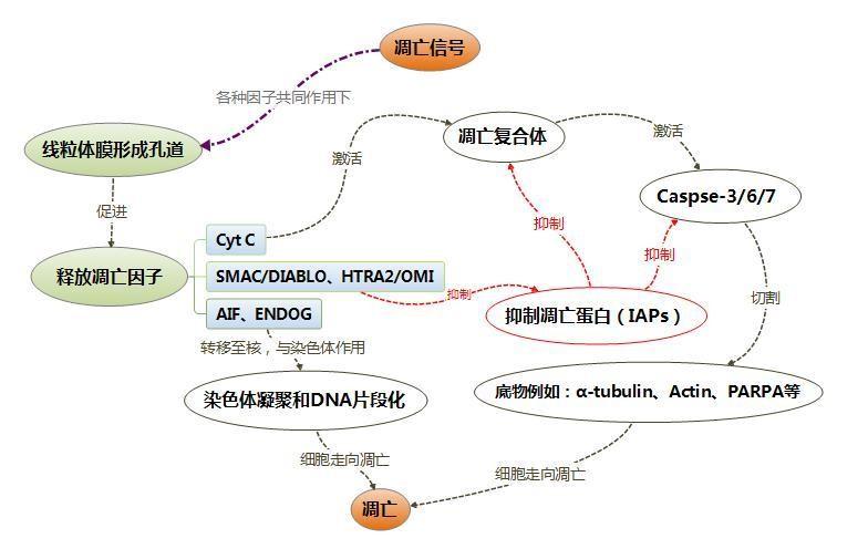 中國最新抗腫瘤新藥,中國最新抗腫瘤新藥研究與應(yīng)用進(jìn)展