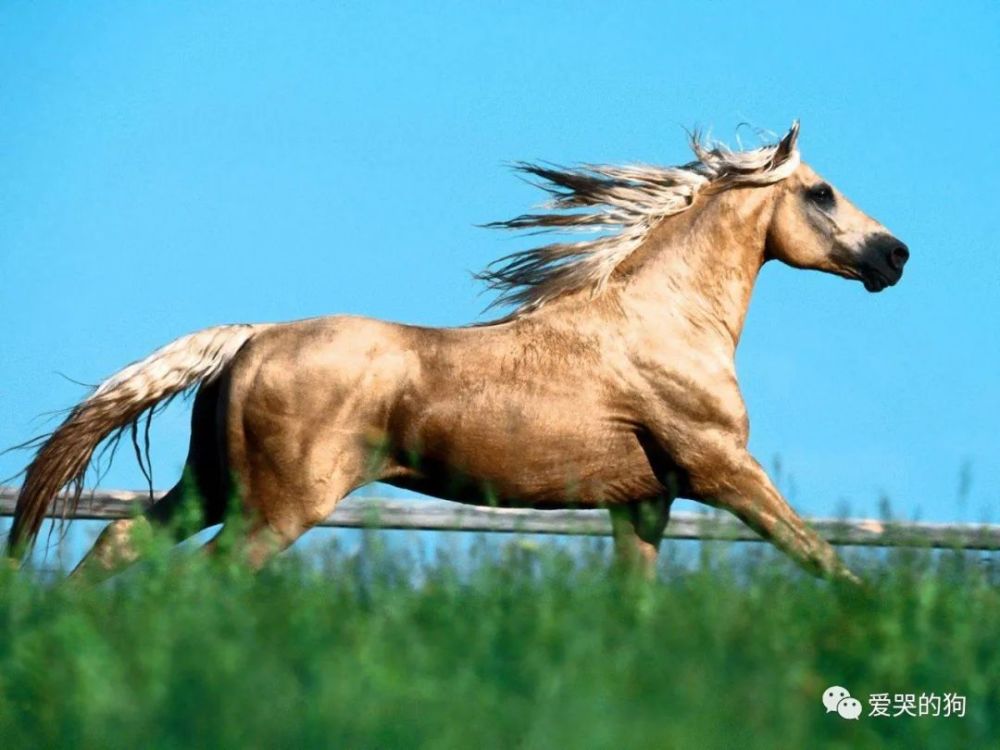 今晚澳門特馬開什么今晚四不像,今晚澳門特馬開什么，探索未知的神秘與樂趣