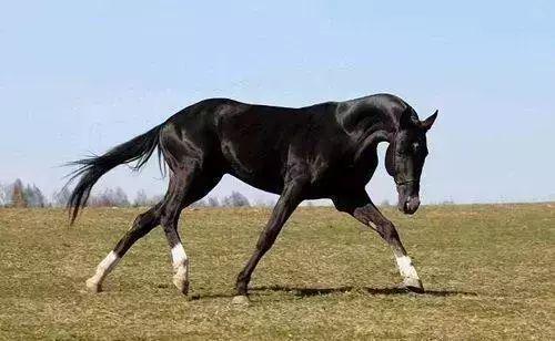 澳門今晚開特馬四不像圖,澳門今晚開特馬四不像圖，警惕背后的犯罪風(fēng)險