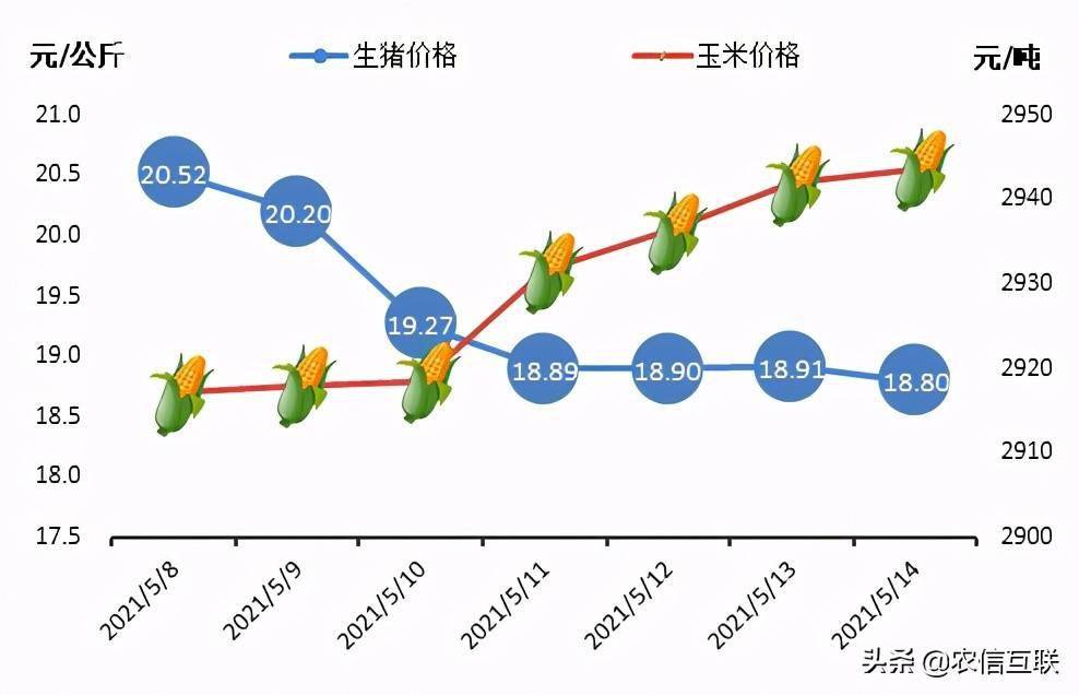 今日最新豬價,今日最新豬價分析與展望