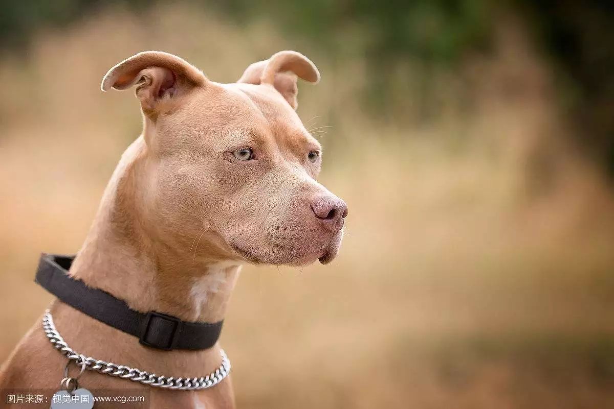 比特犬酷魄最新消息,比特犬酷魄的最新消息，熱血與力量的完美結(jié)合