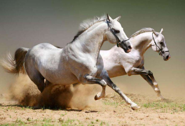 澳門今晚開特馬四不像圖|專斷釋義解釋落實(shí),澳門今晚開特馬四不像圖——專斷釋義解釋落實(shí)背后的風(fēng)險(xiǎn)與挑戰(zhàn)