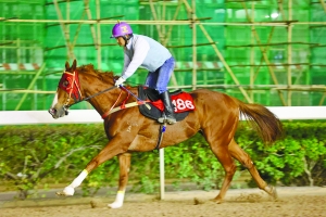 澳門今晚開特馬四不像圖|引導(dǎo)釋義解釋落實(shí),澳門今晚開特馬四不像圖，引導(dǎo)釋義解釋落實(shí)的重要性